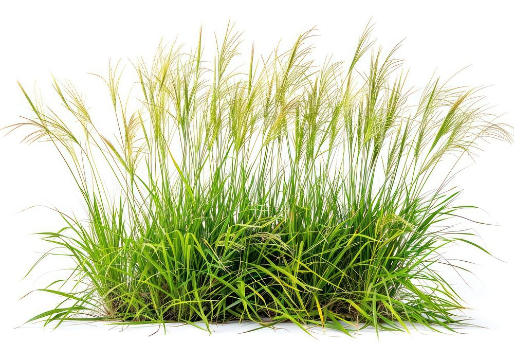 Manila Grass grass vegetation agropyron.