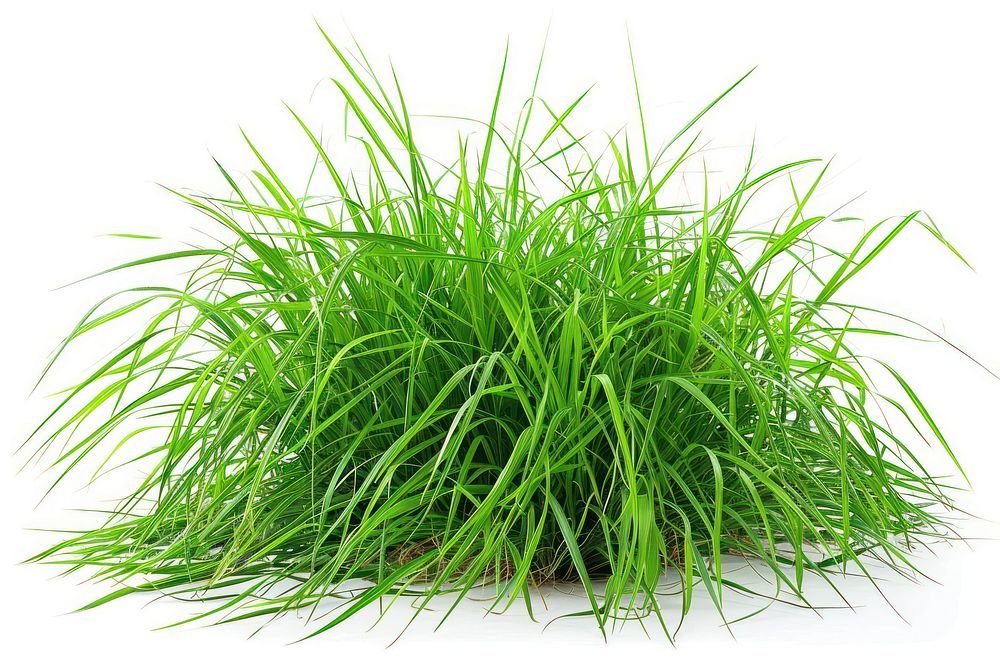 Paspalum Grass grass vegetation plant.