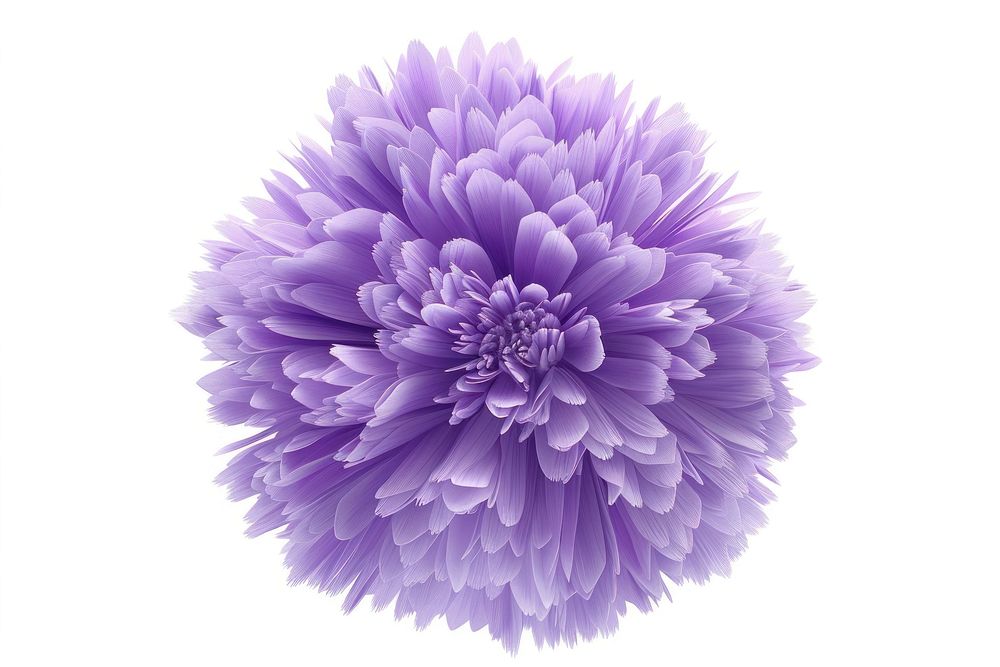 3d render of aster flower purple fur fluffy plant white background inflorescence.