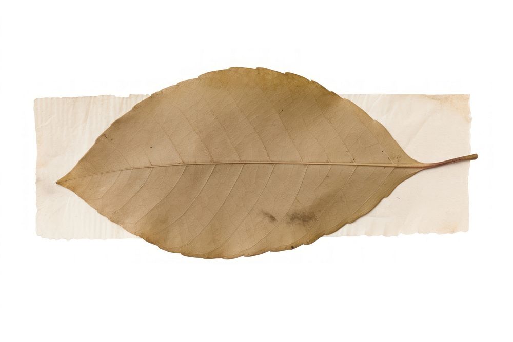 Adhesive tape is stuck on a leaf ephemera collage plant paper white background.