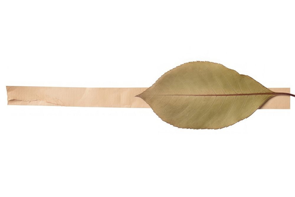 Adhesive tape is stuck on a leaf ephemera collage plant paper white background.