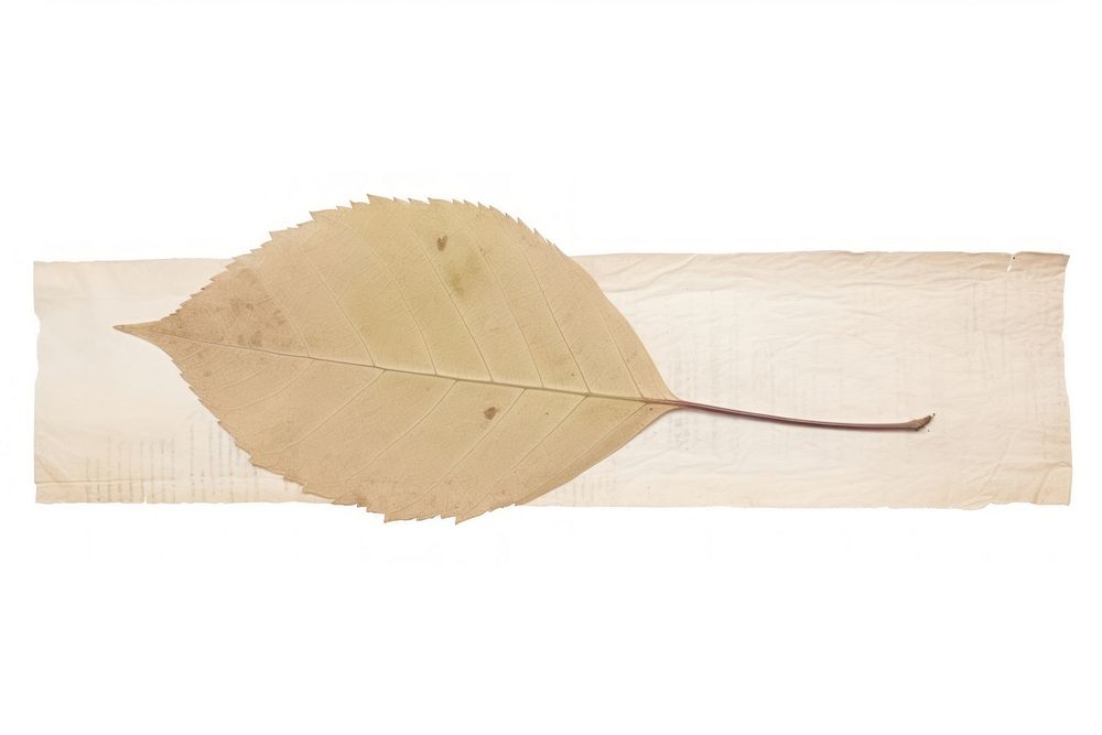 Adhesive tape is stuck on a leaf ephemera collage paper plant white background.