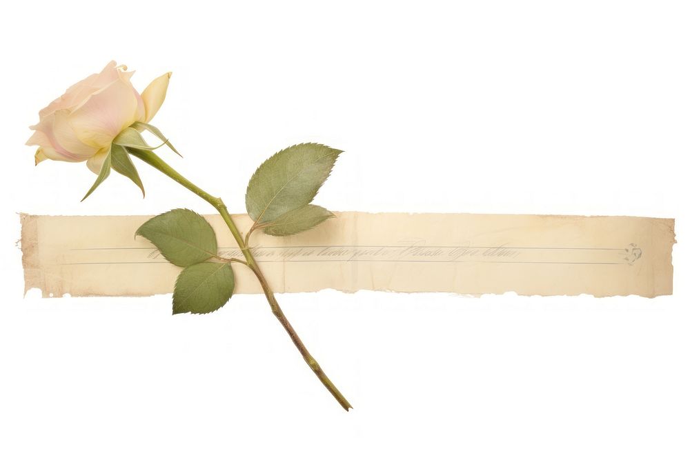 Adhesive tape is stuck on a rose ephemera collage flower plant paper.