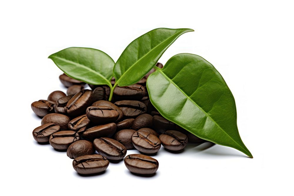 Coffee bean plant white background coffee beans.