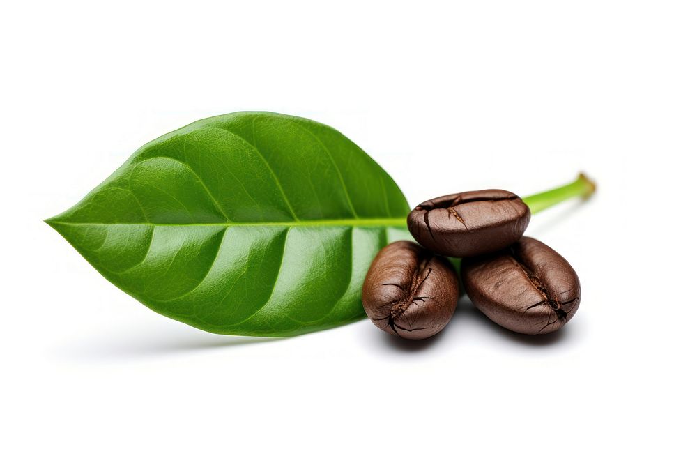 Coffee bean plant leaf white background.