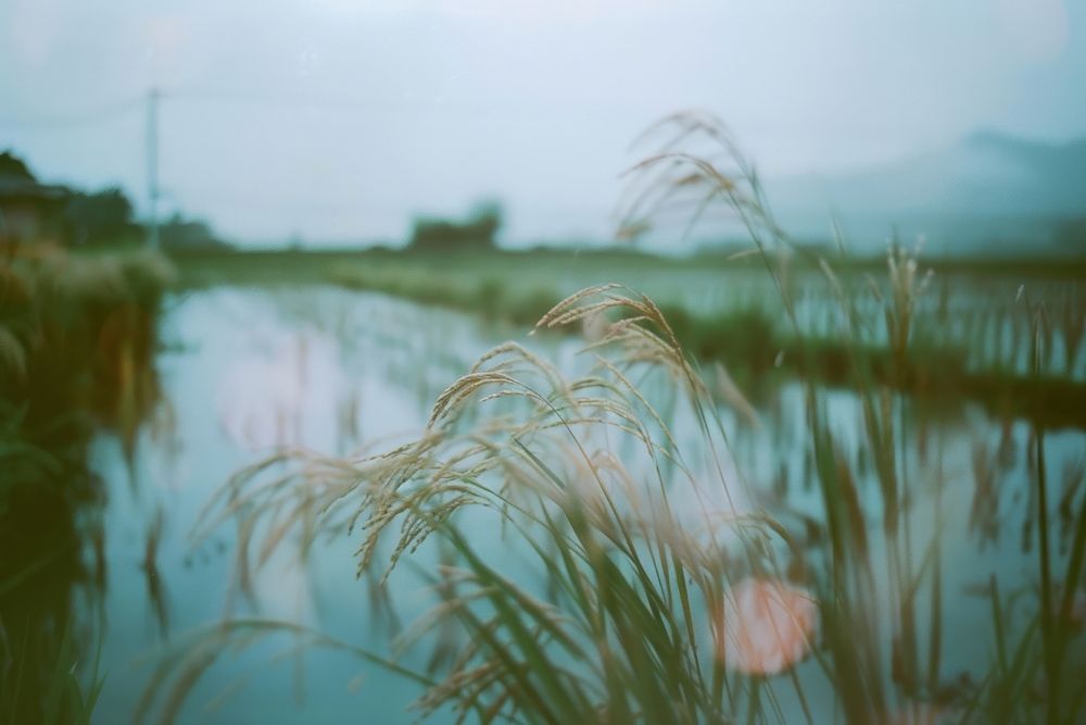 Close up rice farm landscape outdoors nature.