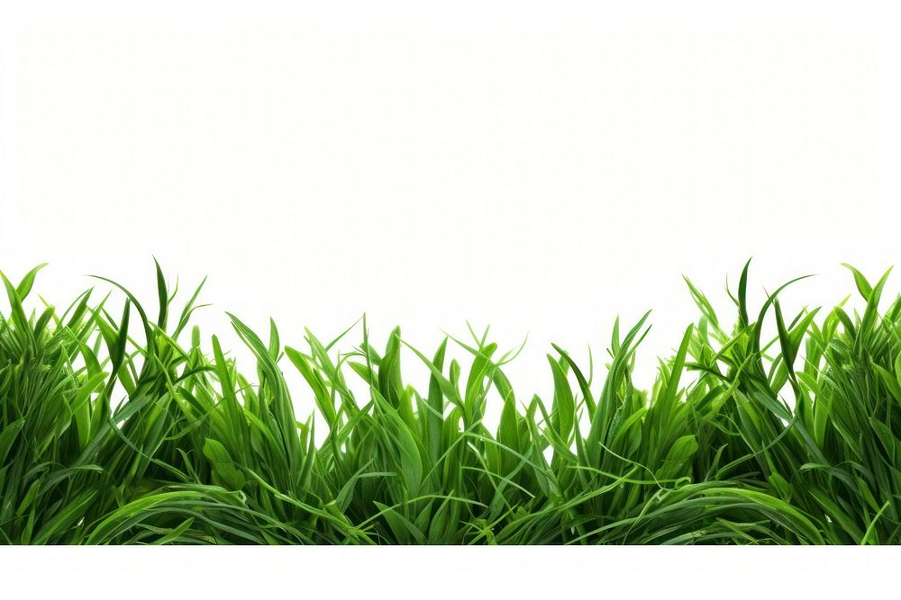 Border Isolated green grass backgrounds plant lawn.