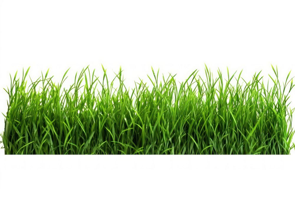 Border Isolated green grass plant lawn white background.