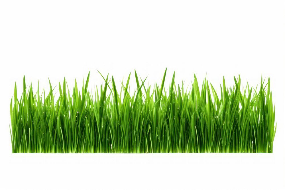 Border Isolated green grass plant lawn white background.