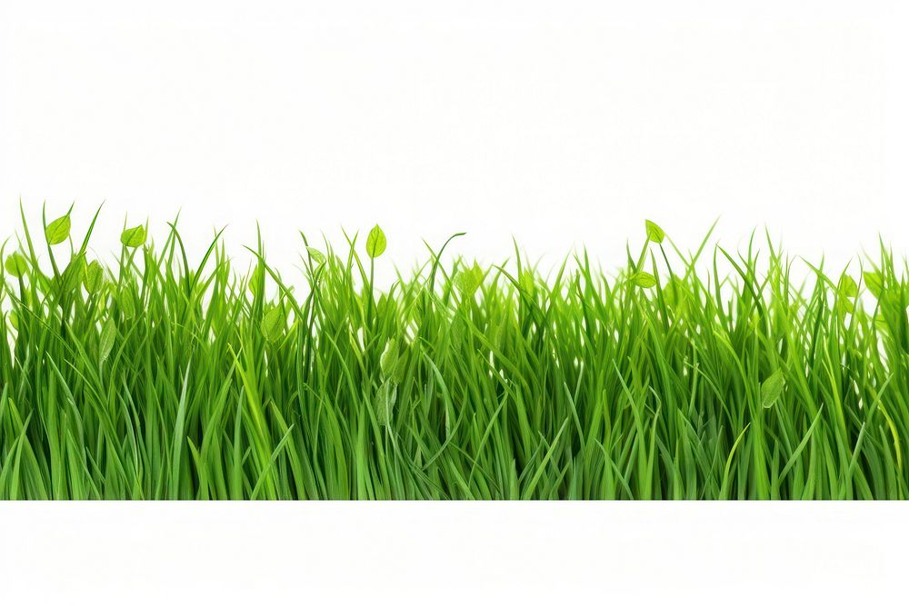 Border Isolated green grass backgrounds plant lawn.