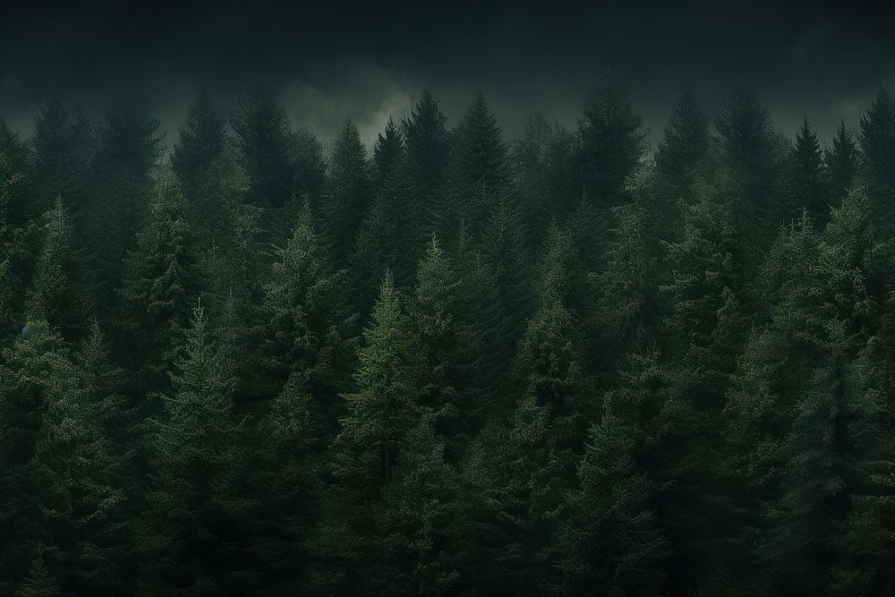 Deep pine forest background backgrounds outdoors woodland.
