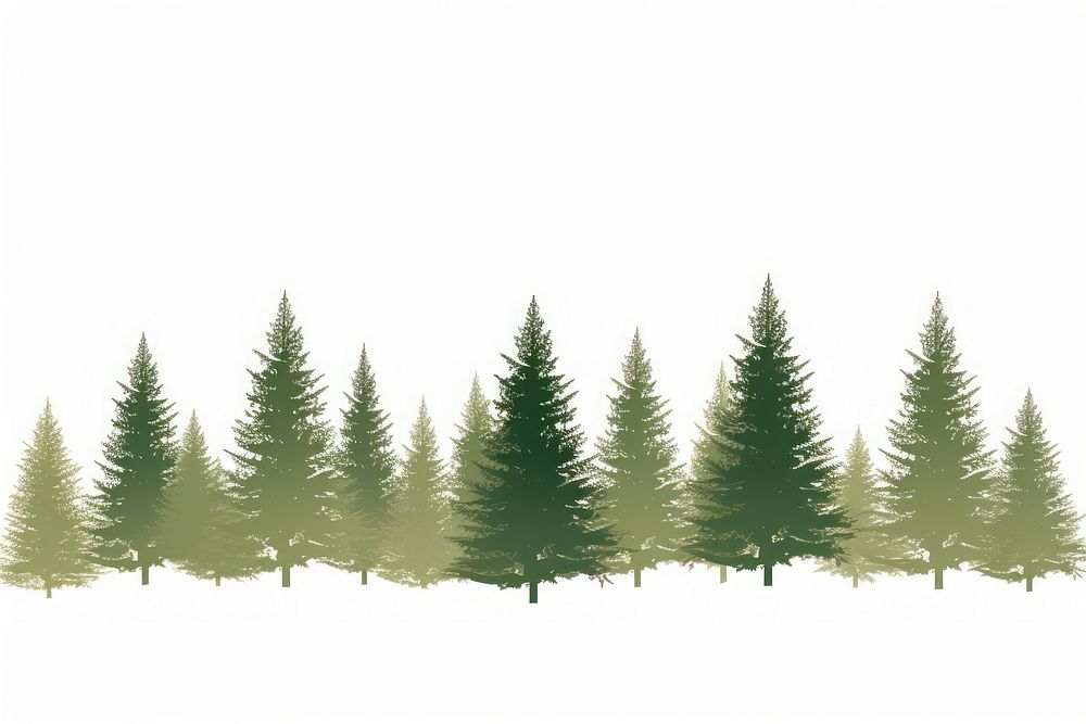 Border christmas trees outdoors plant pine.