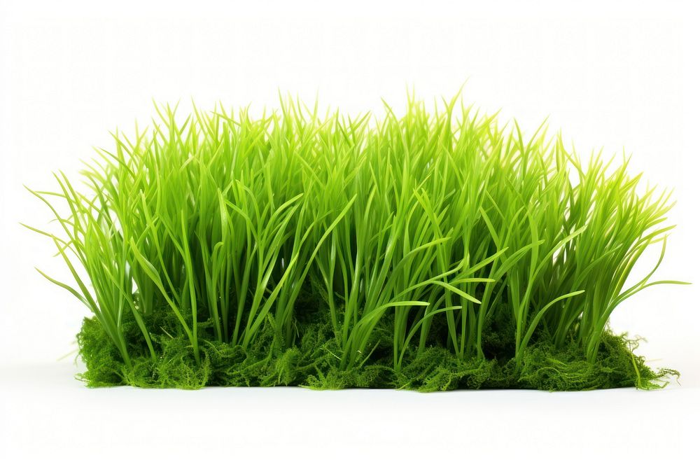 Isolated green grass plant lawn white background.