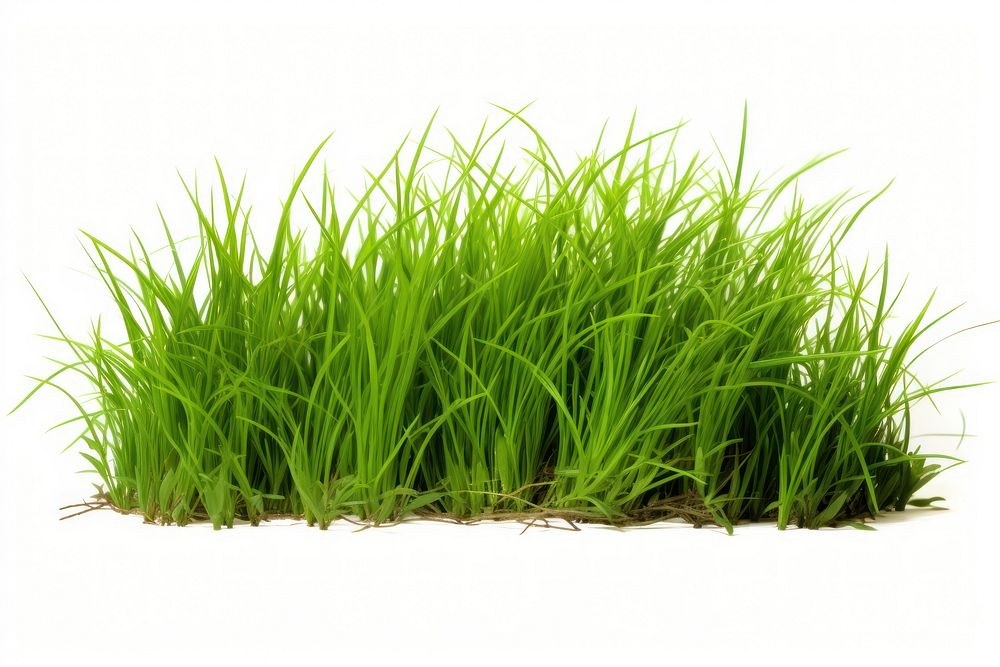 Isolated green grass plant field lawn.