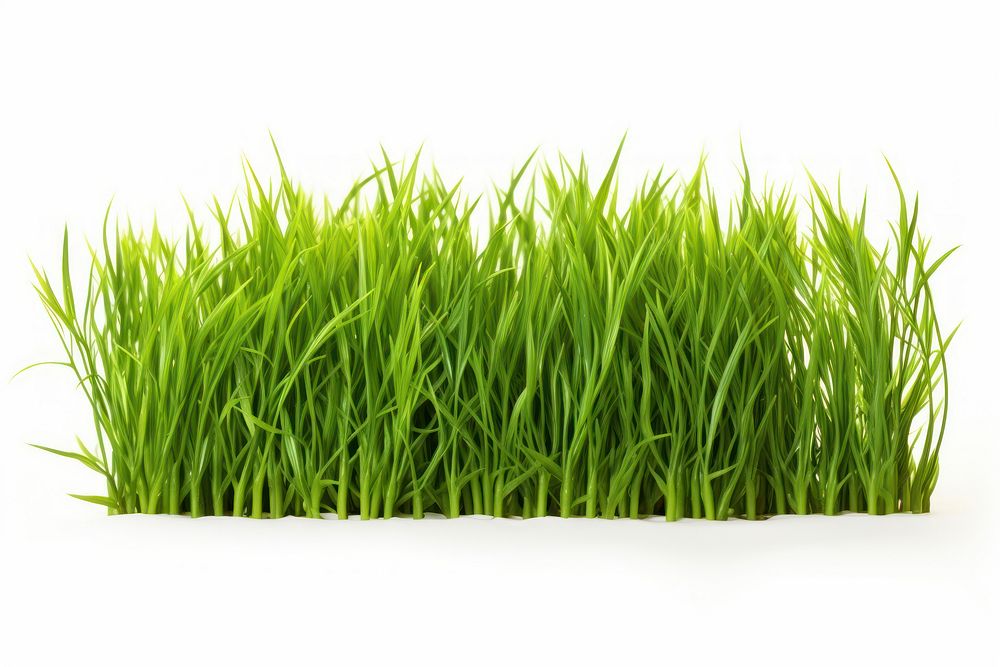 Isolated green grass plant lawn white background.