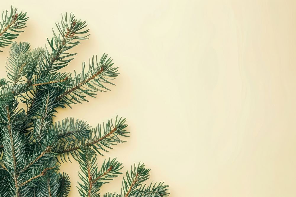 Flat lay composition with pine tree backgrounds christmas spruce.
