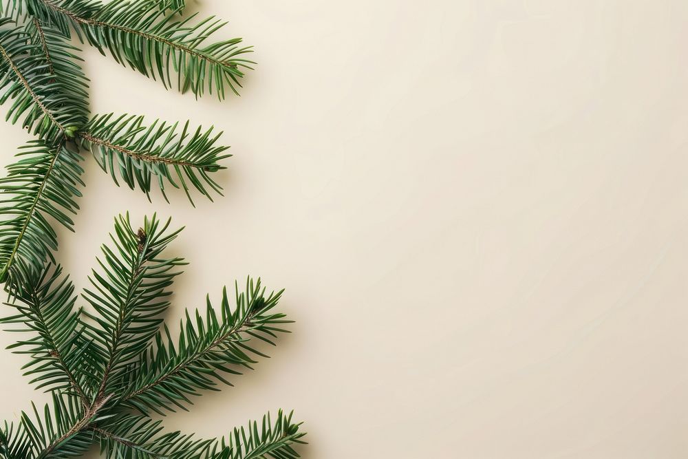 Flat lay composition with pine tree christmas backgrounds plant.