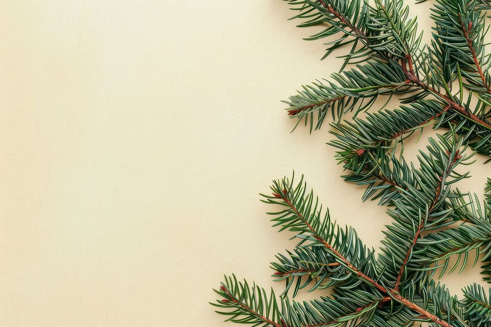 Flat lay composition with pine tree christmas backgrounds spruce.