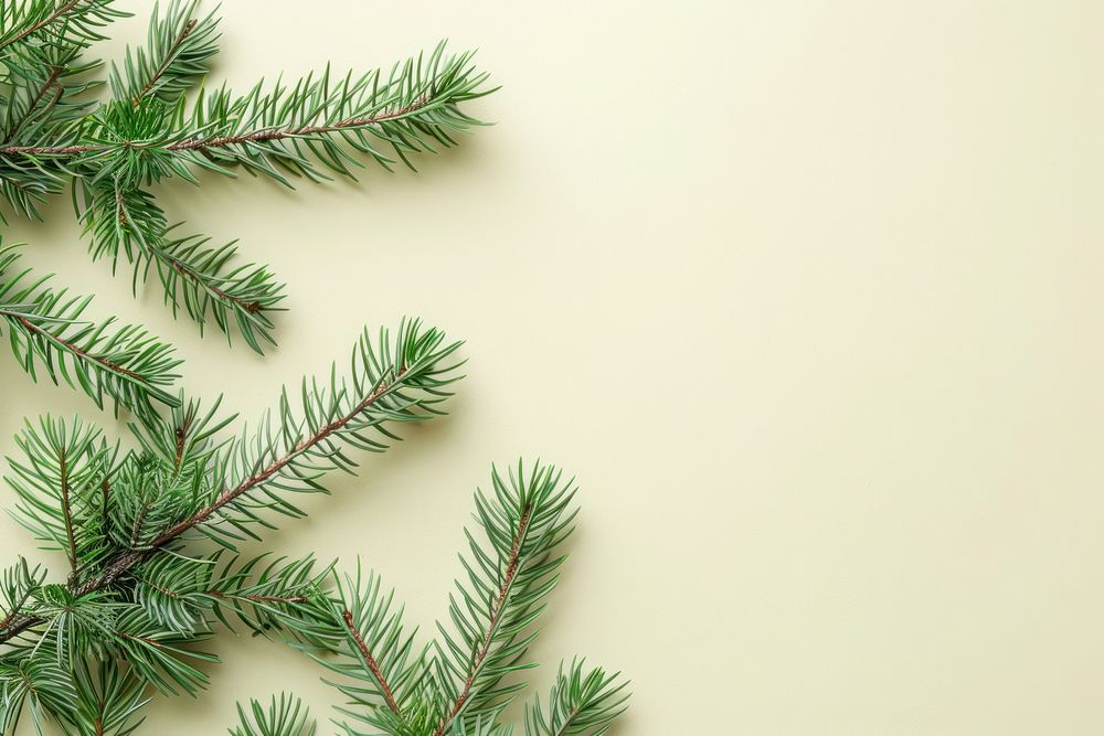 Flat lay composition with pine tree backgrounds christmas plant.