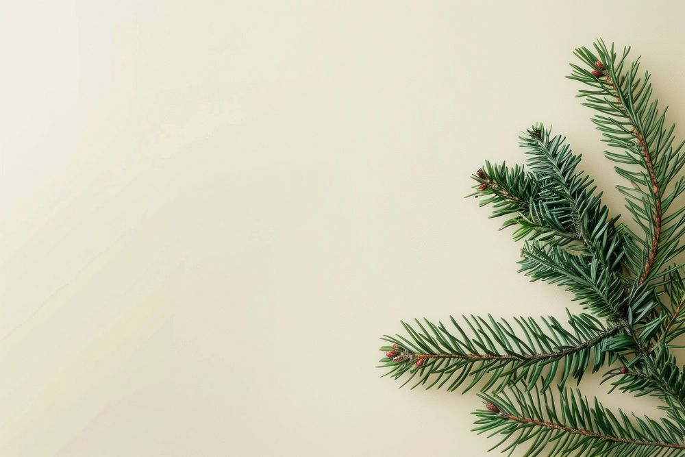 Flat lay composition with pine tree christmas backgrounds plant.