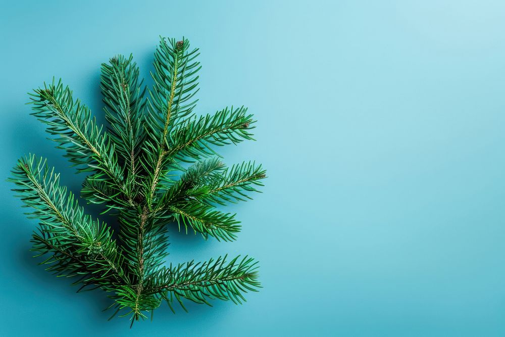 Flat lay composition with fir tree backgrounds christmas plant.