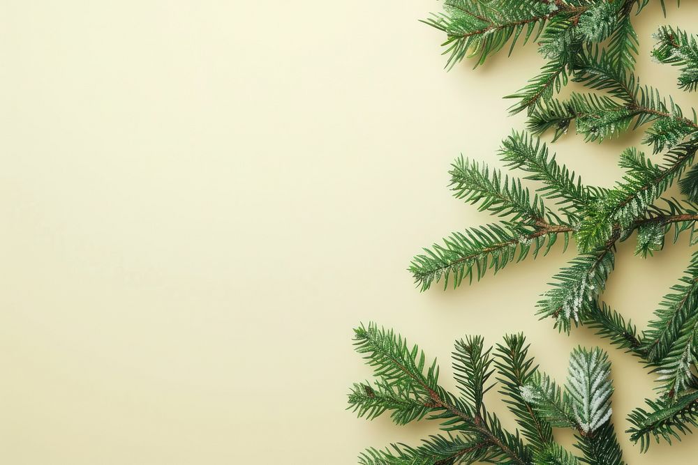 Christmas fir backgrounds plant.