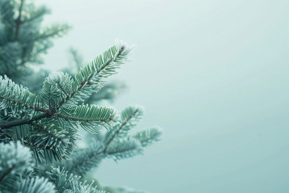 New year minimal background tree pine backgrounds.