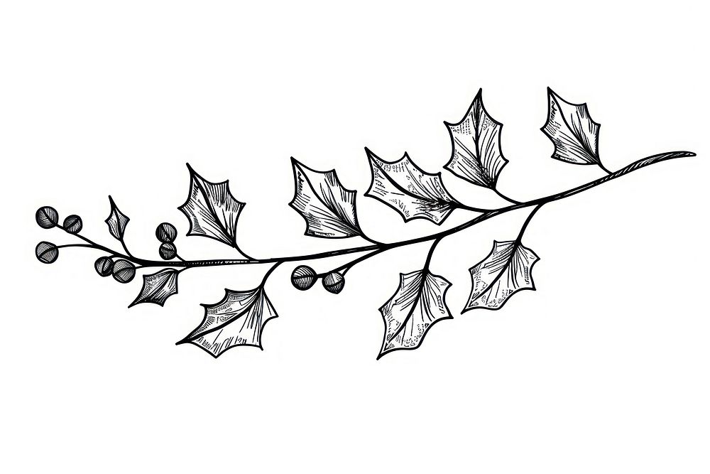 Divider doodle of holly leaf illustrated graphics drawing.
