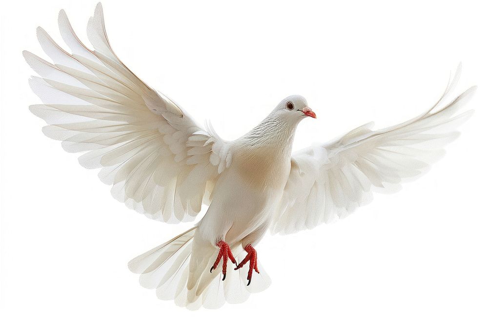 Christ holy dove animal pigeon bird.