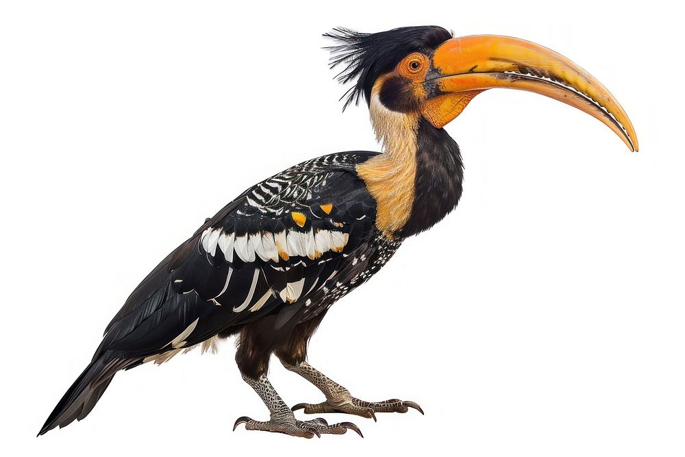 Animal toucan beak bird.