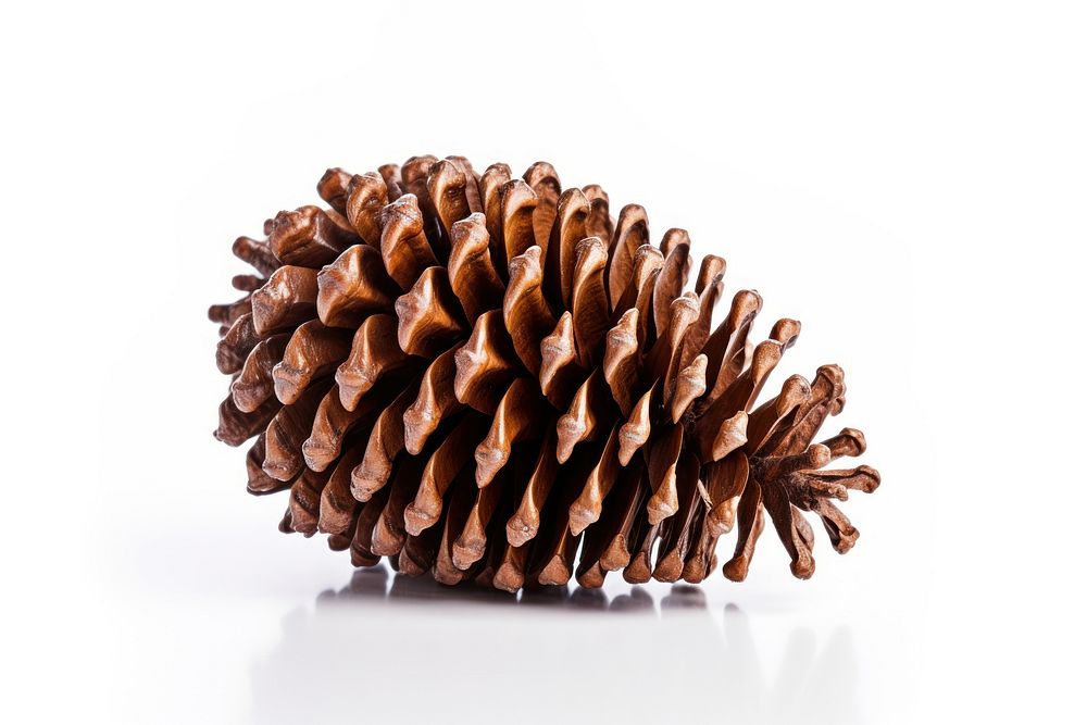 A pinecone for Christmas tree decoration plant white background chandelier.