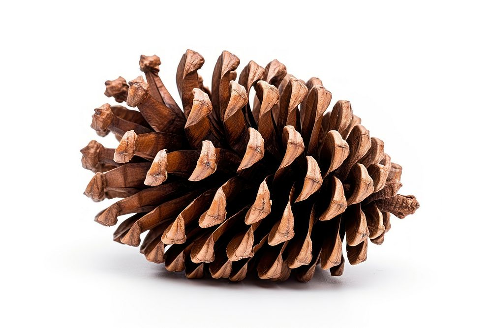 A pinecone for Christmas tree decoration plant white background conifer.