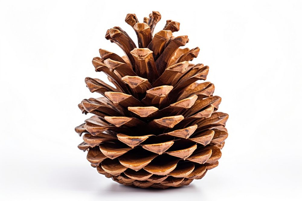A pinecone for Christmas tree decoration plant white background freshness.