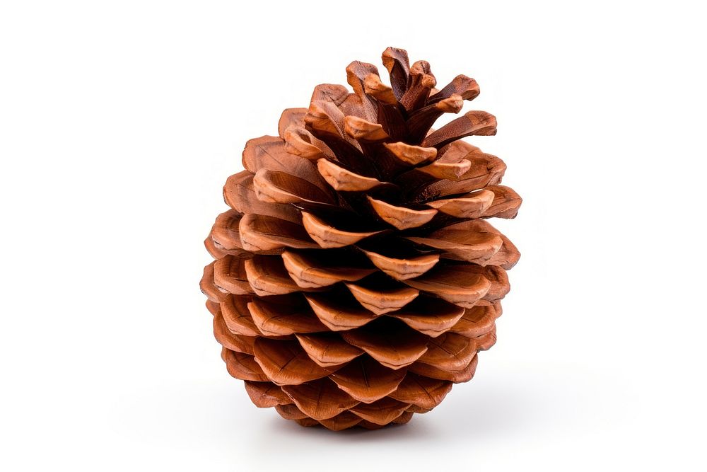 A pinecone for Christmas tree decoration plant white background freshness.