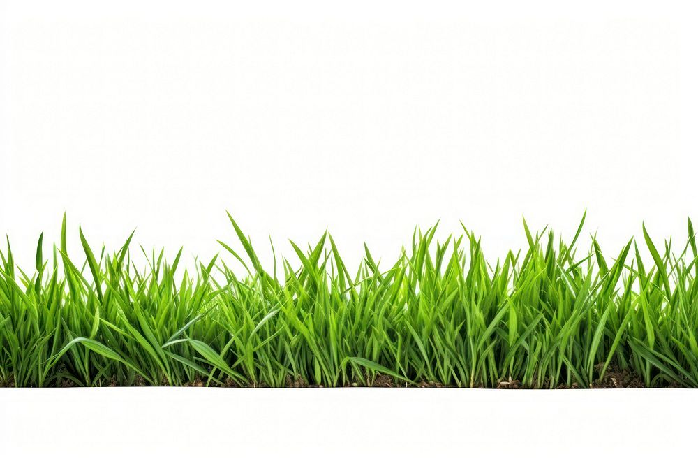 Fresh green grass lawn flower backgrounds plant white background.
