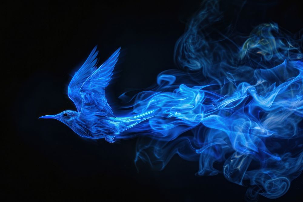 Bird fire flame smoke blue black background.