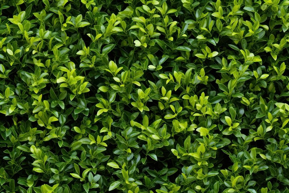 Green hedge Shrub wall border backgrounds plant shrub.