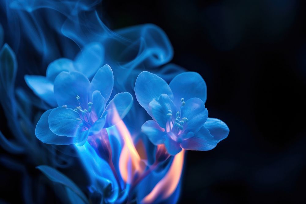 Flowers fire flame blue black background fragility.
