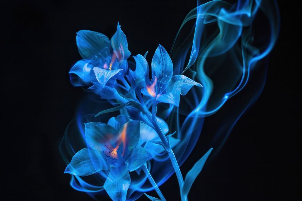 Flowers fire flame blue plant black background.