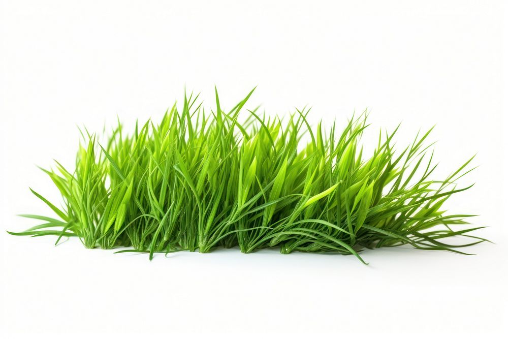 Fresh green grass lawn flower plant white background tranquility.