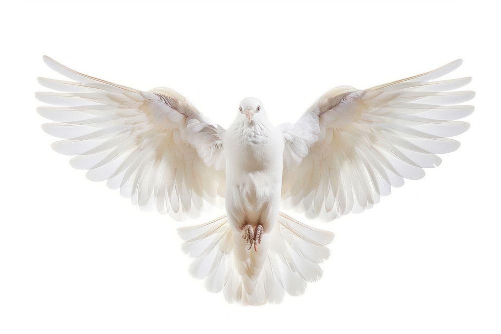 Holy spirit animal pigeon bird.