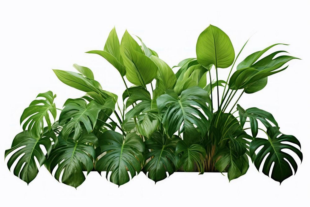 Jungle plant clipart green leaf white background.