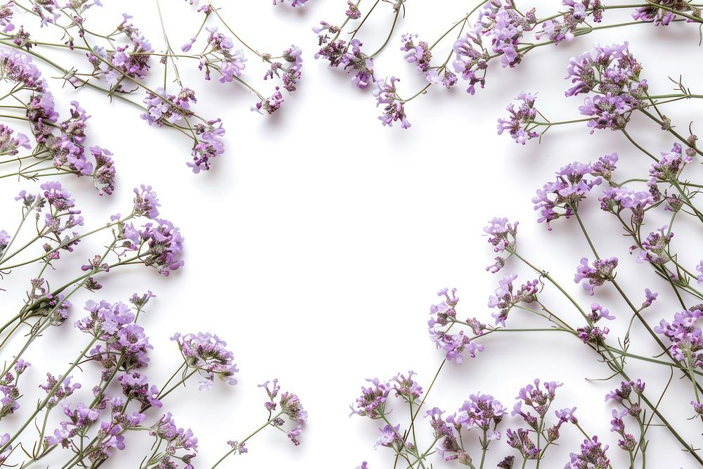 Limonium frame backgrounds lavender blossom.
