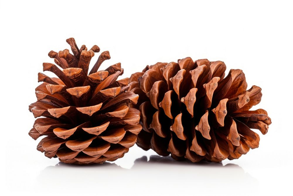 Pinecones for Christmas tree decoration plant white background pinaceae.