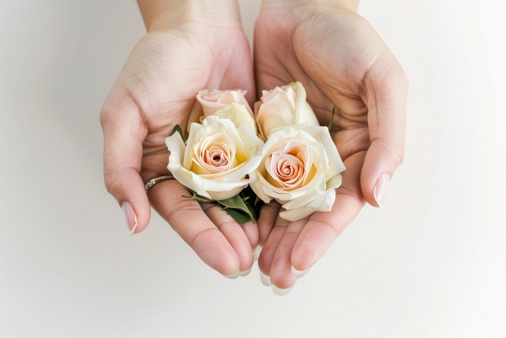 Woman hands holding roses flower finger petal.