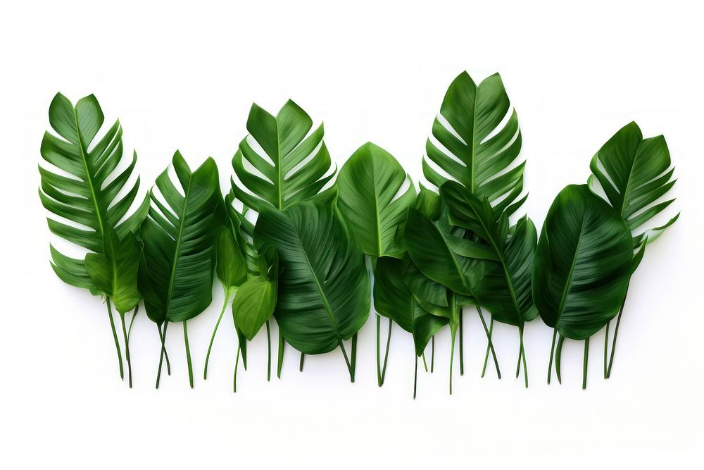 Tropical plants green leaf white background.
