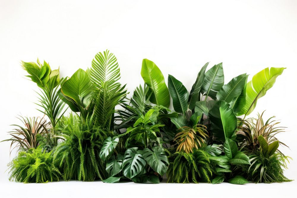 Tropical plants vegetation outdoors tropics.