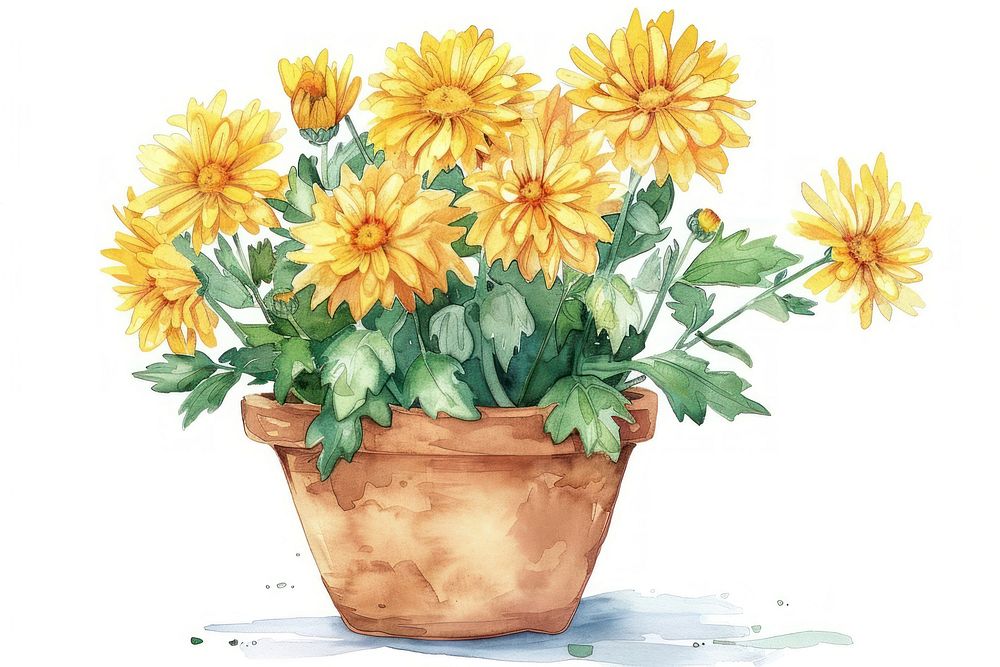 Yellow chrysanthemum in a terracotta pot flower chrysanths sunflower.