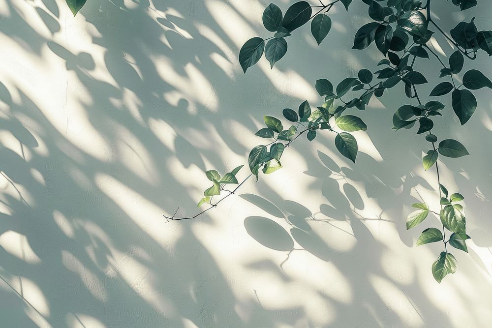 A white wall with green leaves and shadows outdoors plant leaf.