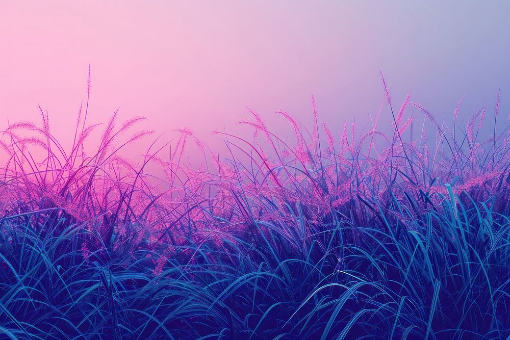 Grassland purple backgrounds outdoors.